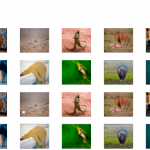 Animal Memory